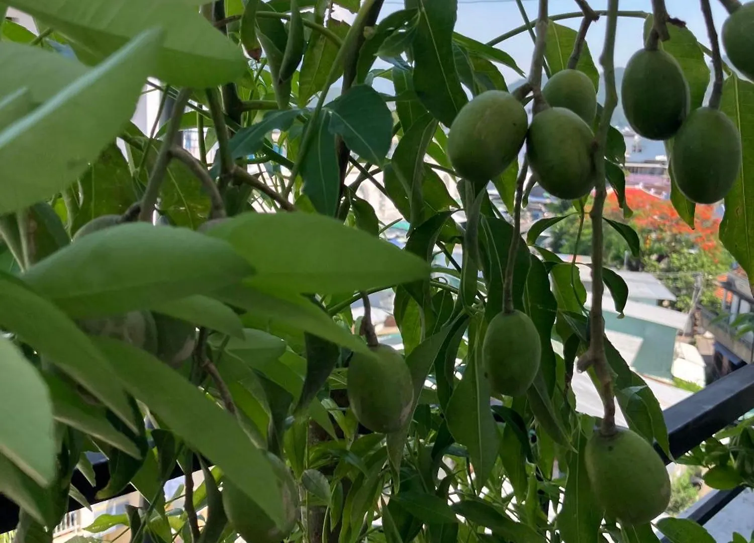 Green & Art Homestay Nha Trang Guest house